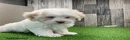 Maltipoo dogs for sale: Megan - Ad 3