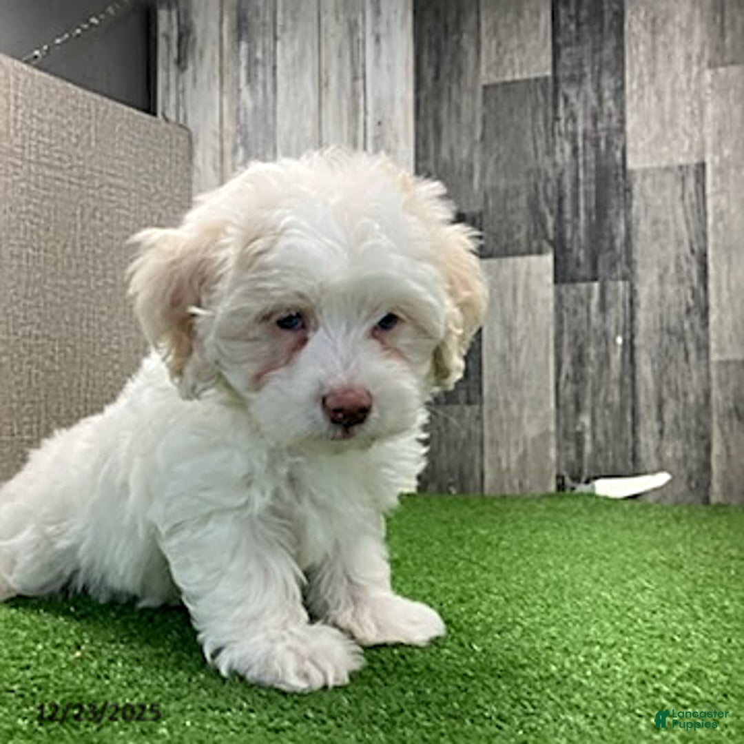 Maltipoo dogs for sale: Megan - Ad 3