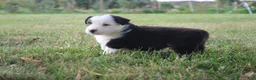 Miniature Australian Shepherd dogs for sale: Ellis - Ad 19