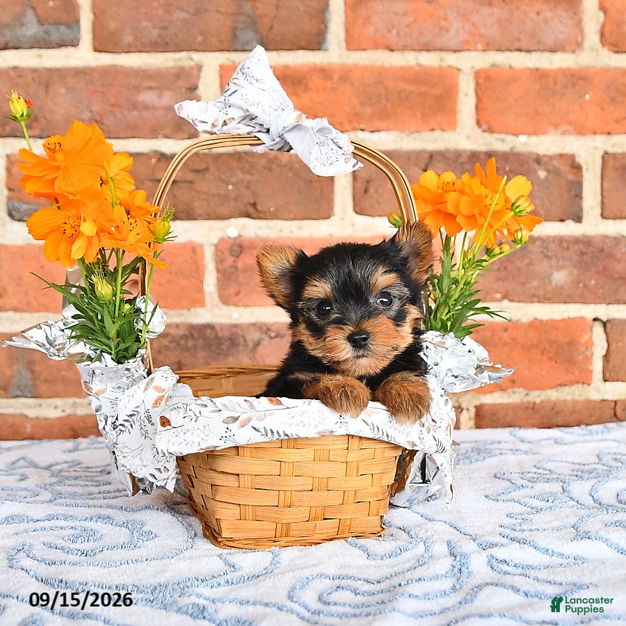 Yorkshire Terrier dogs Wallis - Ad 1