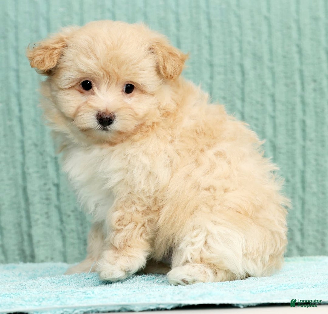 Pomapoo dogs for sale: Thomas - Ad 3