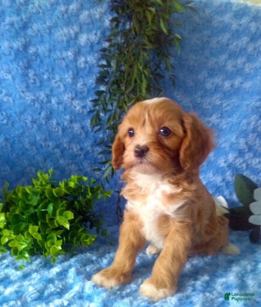 Cavapoo dogs Cavapoo Boy 2 - Ad 1