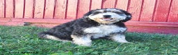 Bernedoodle dogs for sale: Sally - Ad 16
