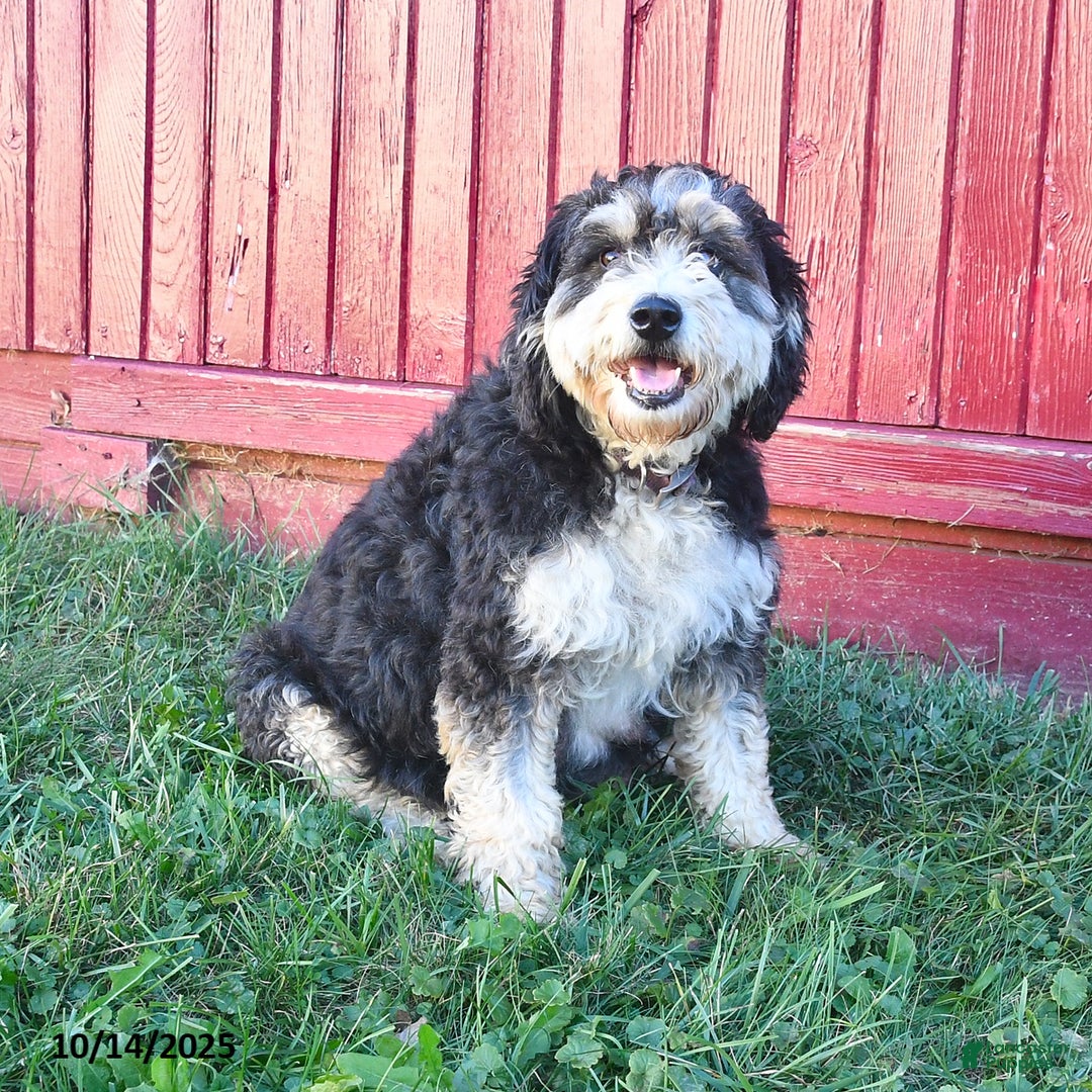 Bernedoodle dogs for sale: Sally - Ad 16