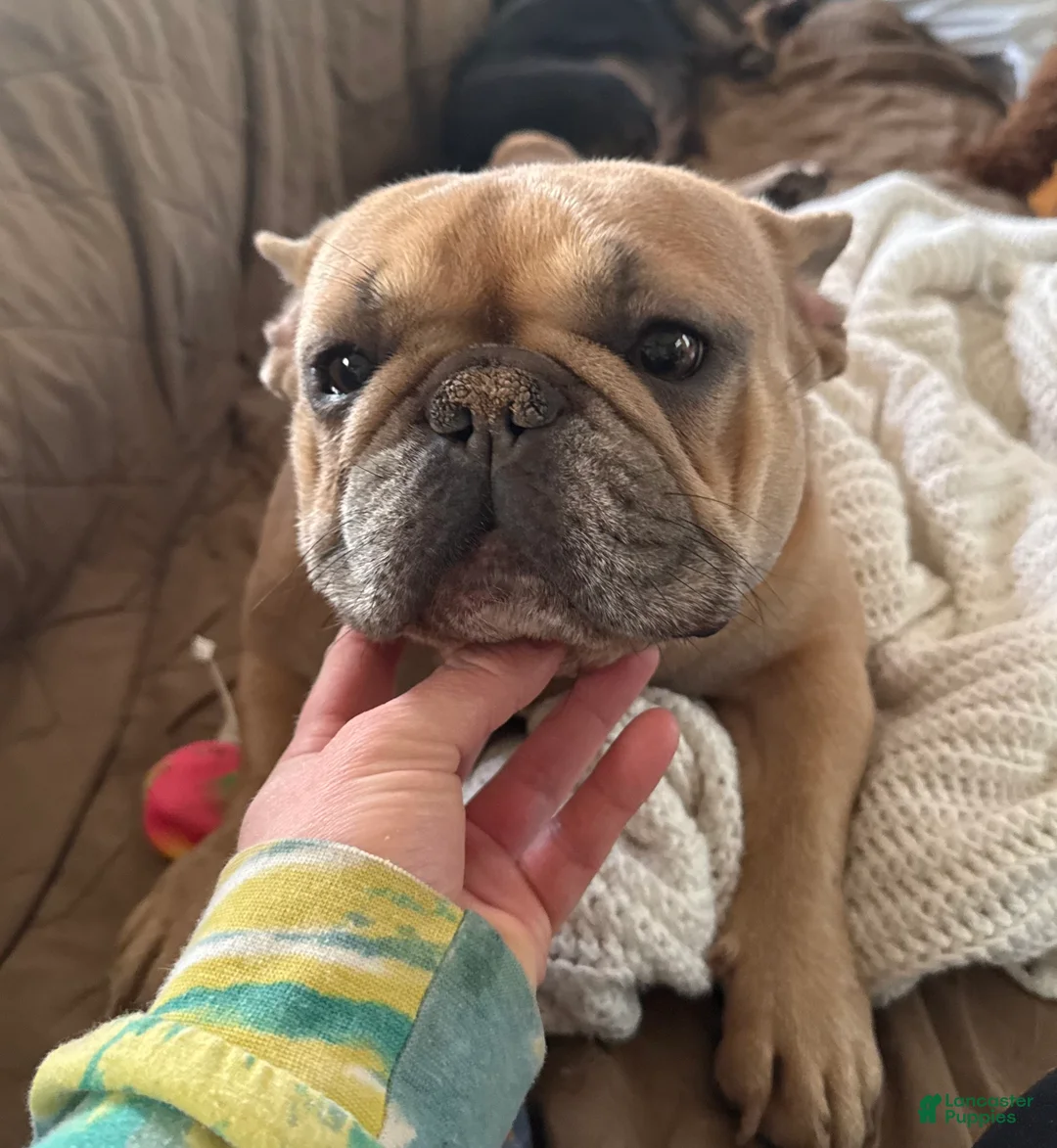 French Bulldog dogs for sale: French Bulldog Puppy 1 - Ad 2