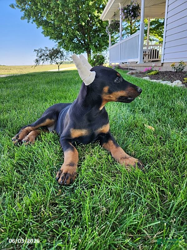 Doberman Pinscher dogs for sale: Rover - Ad 6
