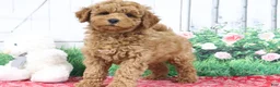 Mini Goldendoodle dogs for sale: Zachary - Ad 10