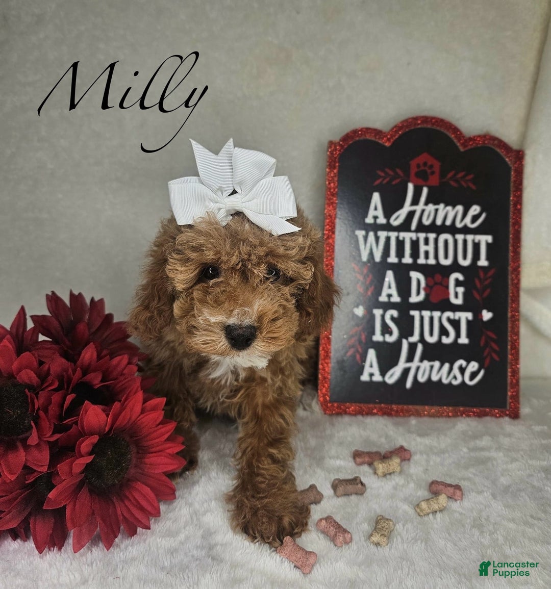 Miniature Poodle dogs for sale: Milly - Ad 1
