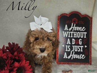 Miniature Poodle dogs Milly - Ad 14