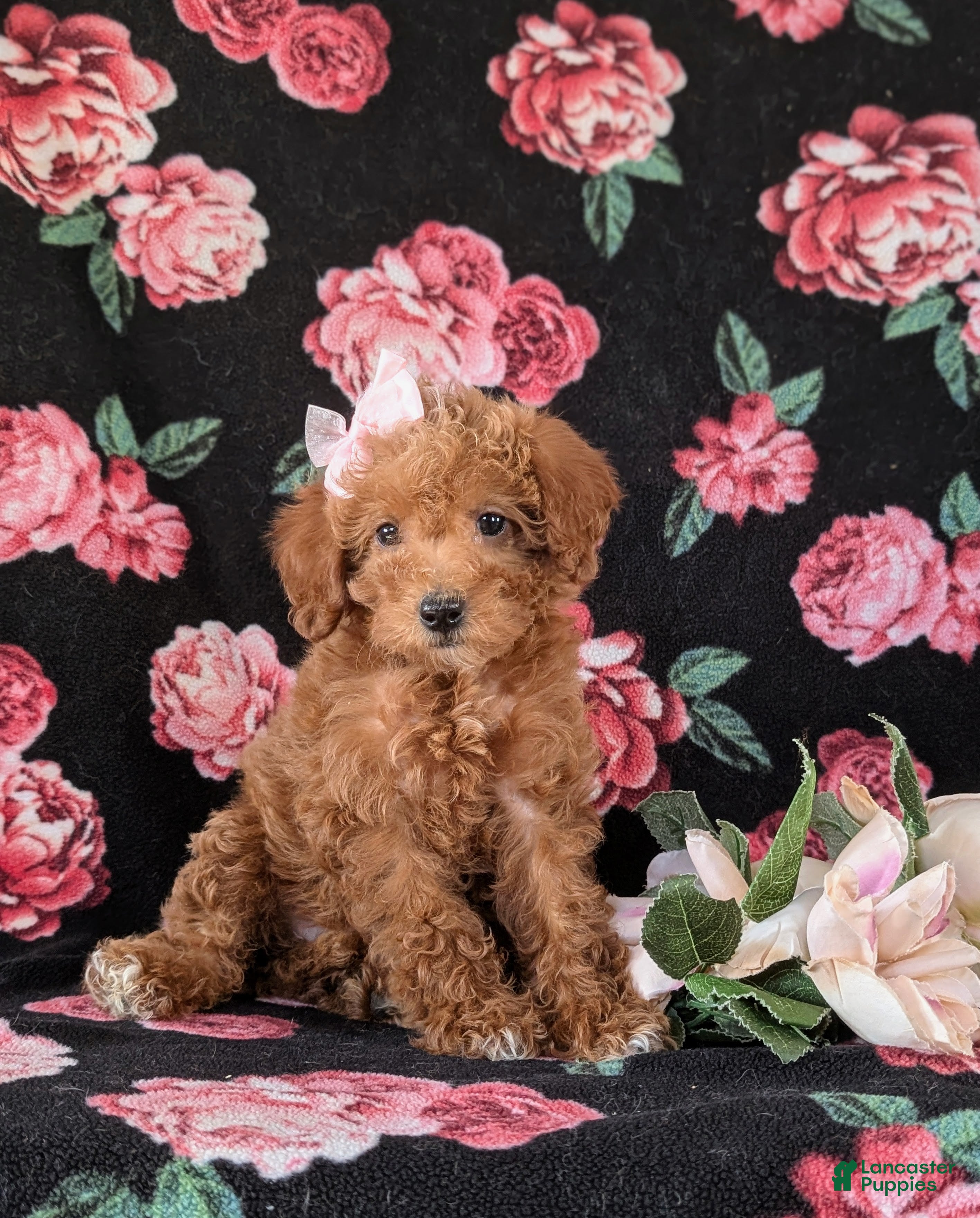 Mixed Breed dogs Dora Hypoallergenic - Ad 15