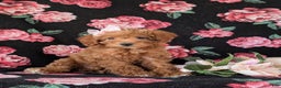 Mixed Breed dogs for sale: Dora Hypoallergenic - Ad 1