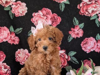 Mixed Breed dogs Dora Hypoallergenic - Ad 15