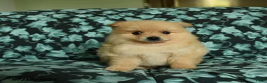 Feddy