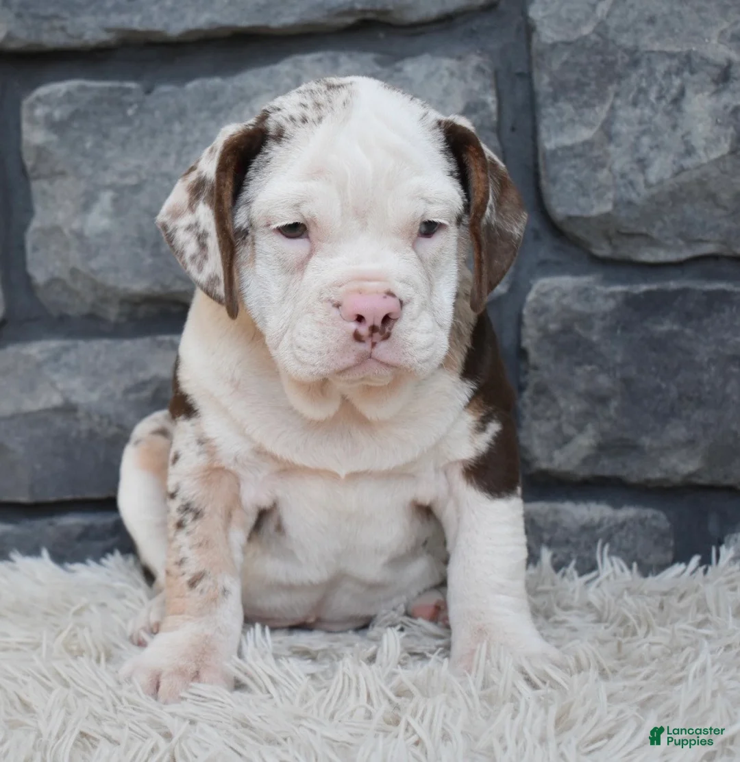 Beabull dogs for sale: Twinkle  - Ad 4