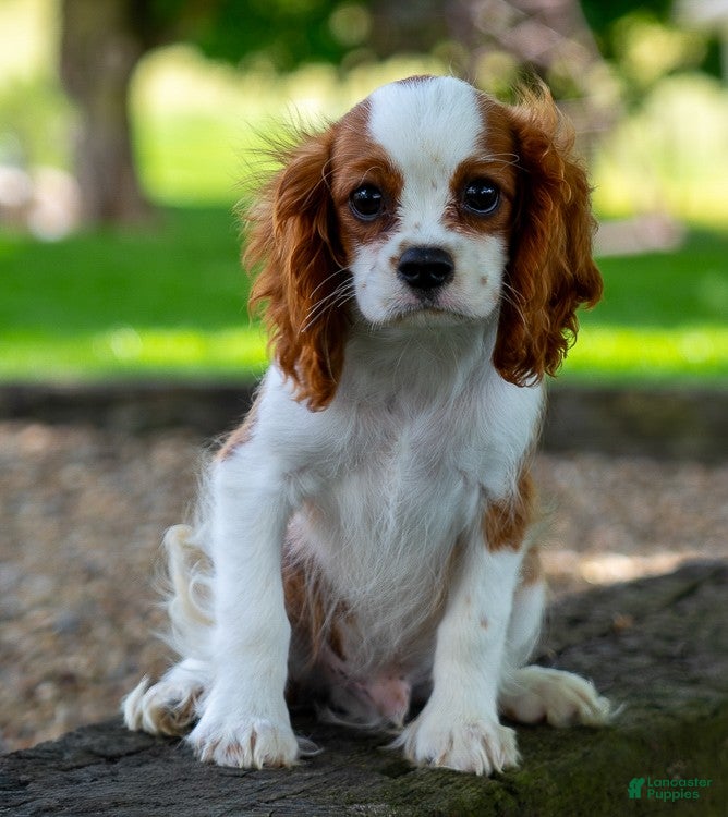 Cavalier King Charles Spaniel dogs Murray - Ad 2