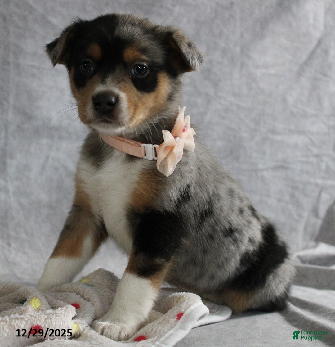 Mixed Breed dogs for sale: Ashley - Ad 3