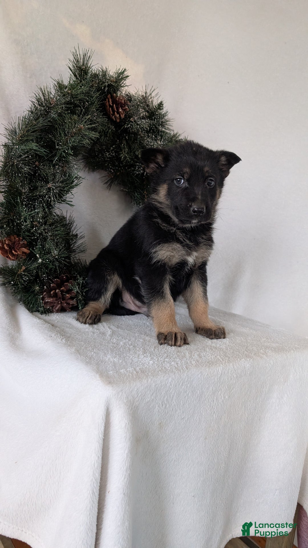 German Shepherd dogs for sale: Carson  - Ad 4
