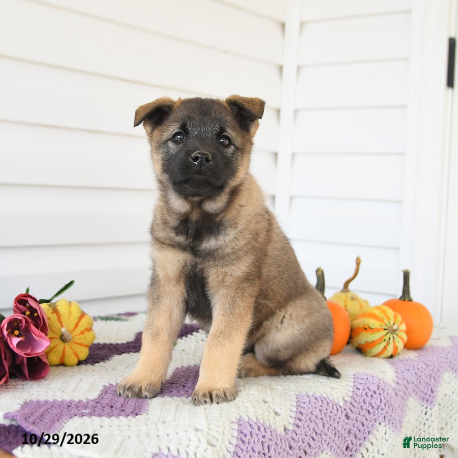 Mixed Breed dogs for sale: Amelia - Ad 2