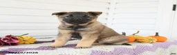 Mixed Breed dogs for sale: Amelia - Ad 2