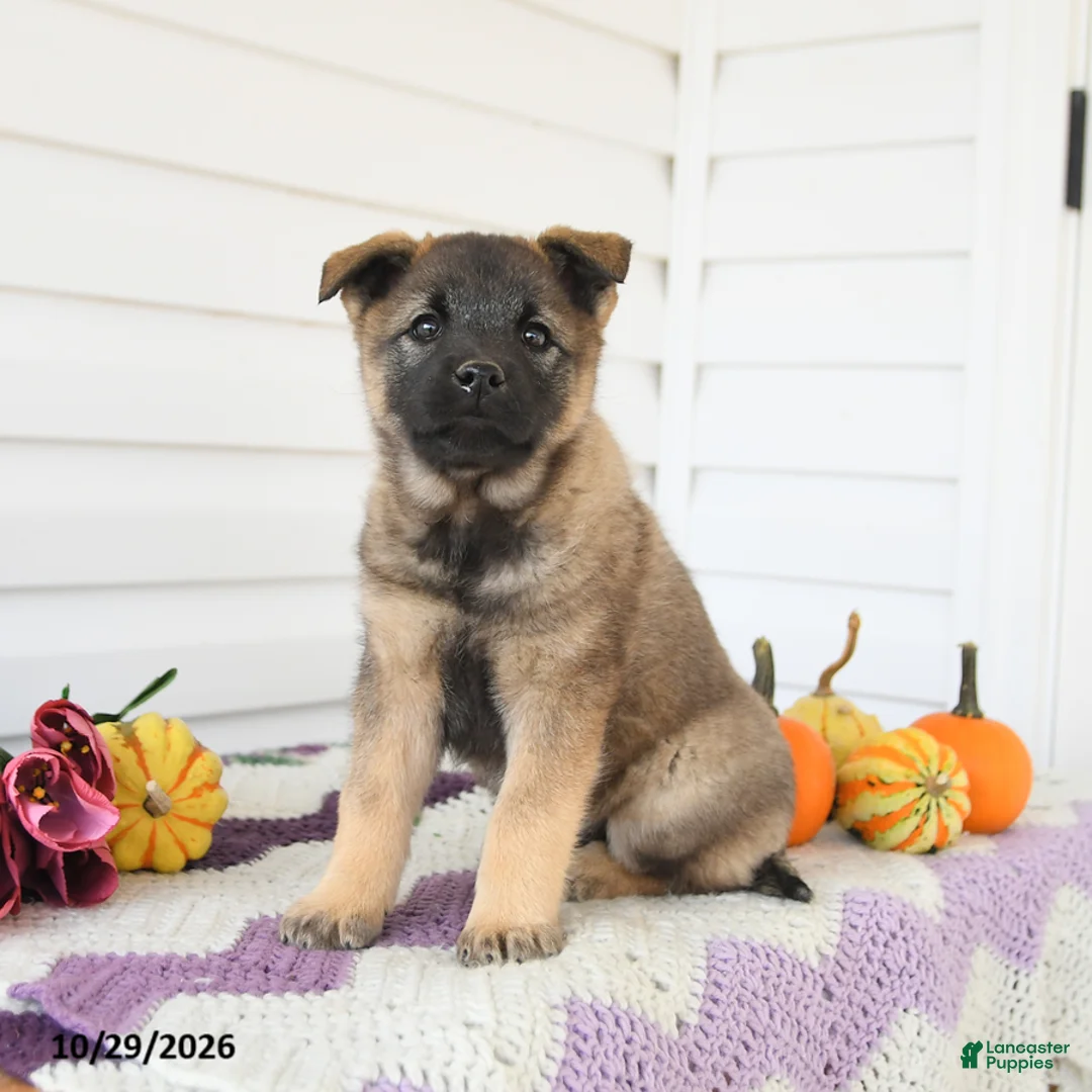 Mixed Breed dogs for sale: Amelia - Ad 2