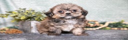 Shih Tzu dogs for sale: Benny - Ad 1
