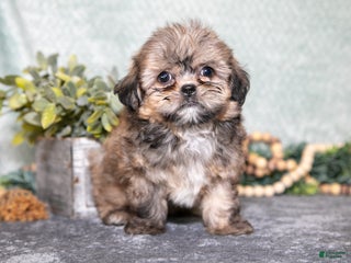 Shih Tzu dogs for sale: Benny - Ad 1