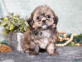 Shih Tzu dogs Benny - Ad 41