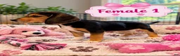 Beagle dogs for sale: Sadie - Ad 2