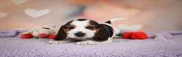 Beagle dogs for sale: OTIS - Ad 10