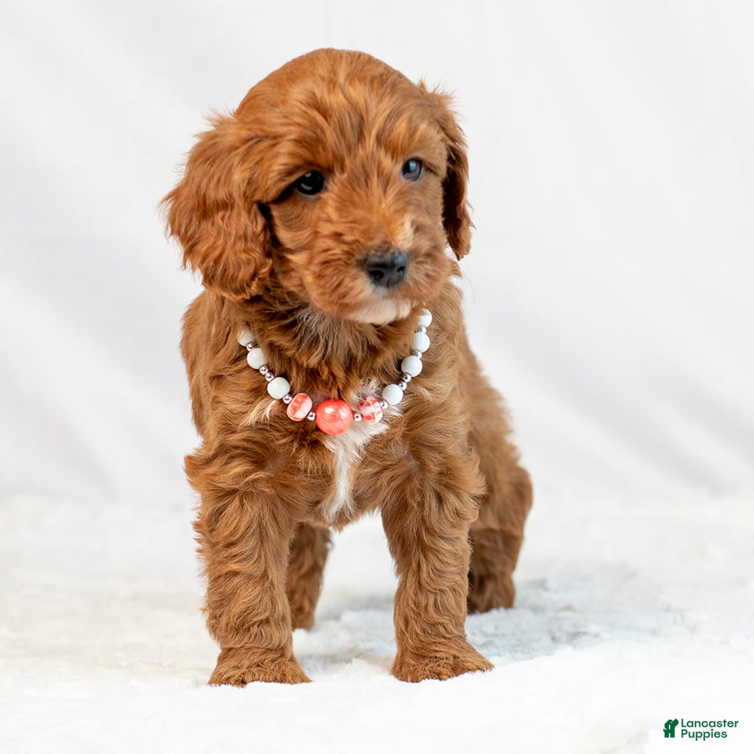 Mini Goldendoodle dogs for sale: Lucy - Ad 4