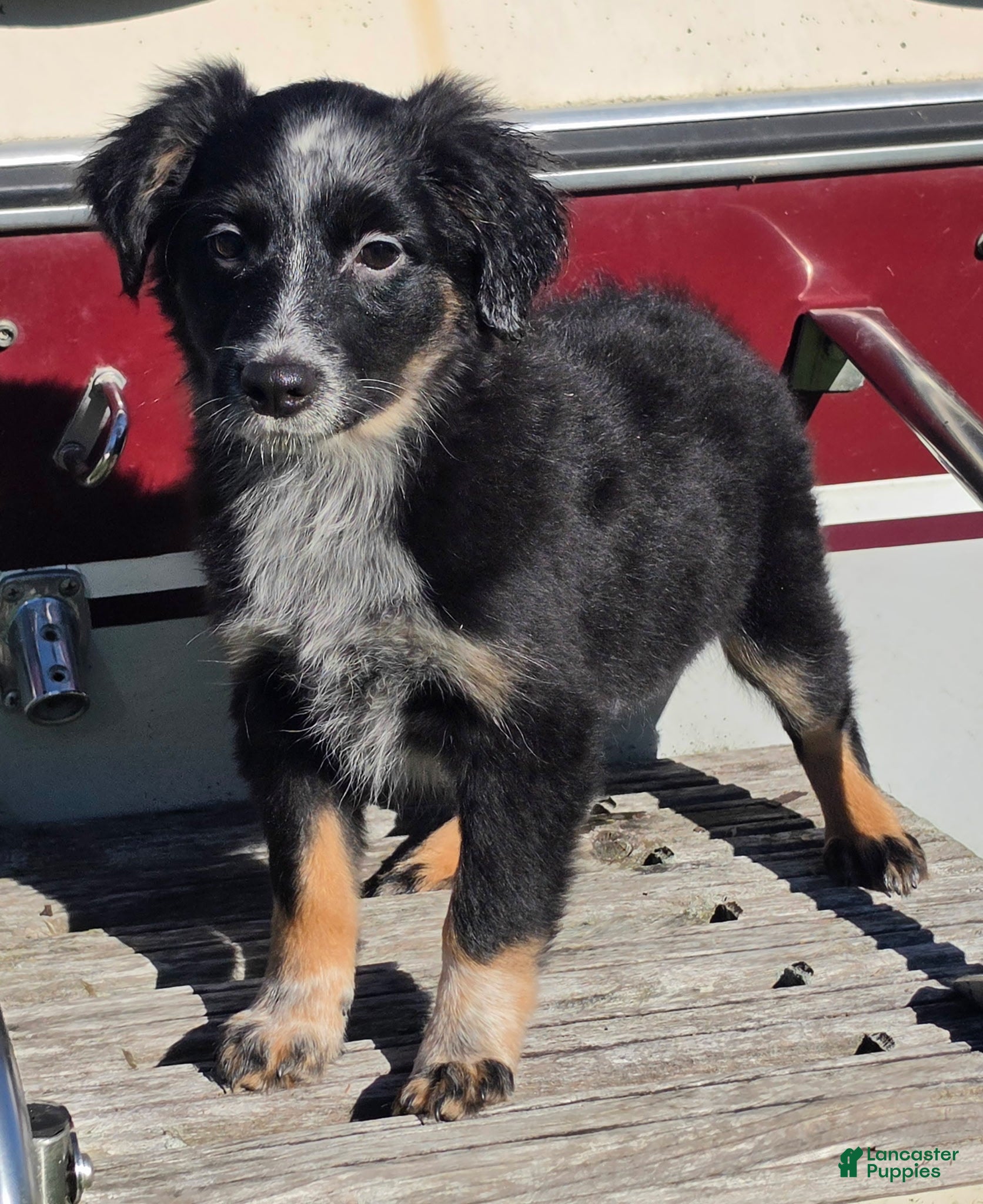 Australian Shepherd dogs for sale: Maggie - Ad 35