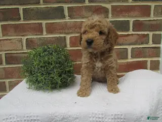 Mini Goldendoodle dogs for sale: Daisy - Ad 3