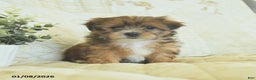 Shorkie dogs for sale: Kyra  - Ad 3