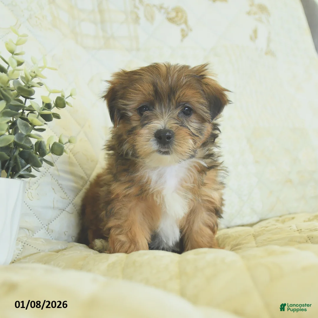 Shorkie dogs for sale: Kyra  - Ad 3