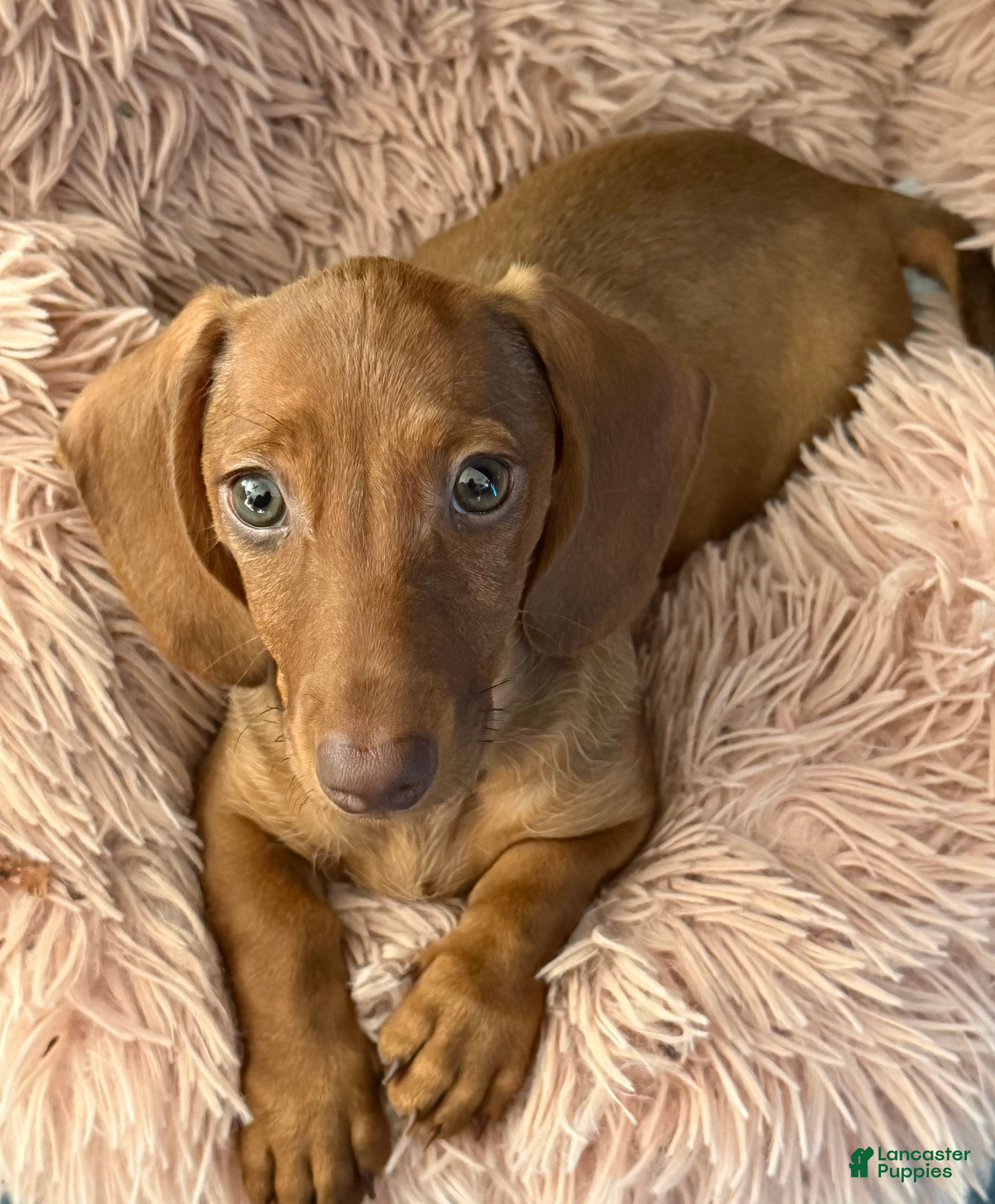 Miniature Dachshund dogs Penelope - Ad 1
