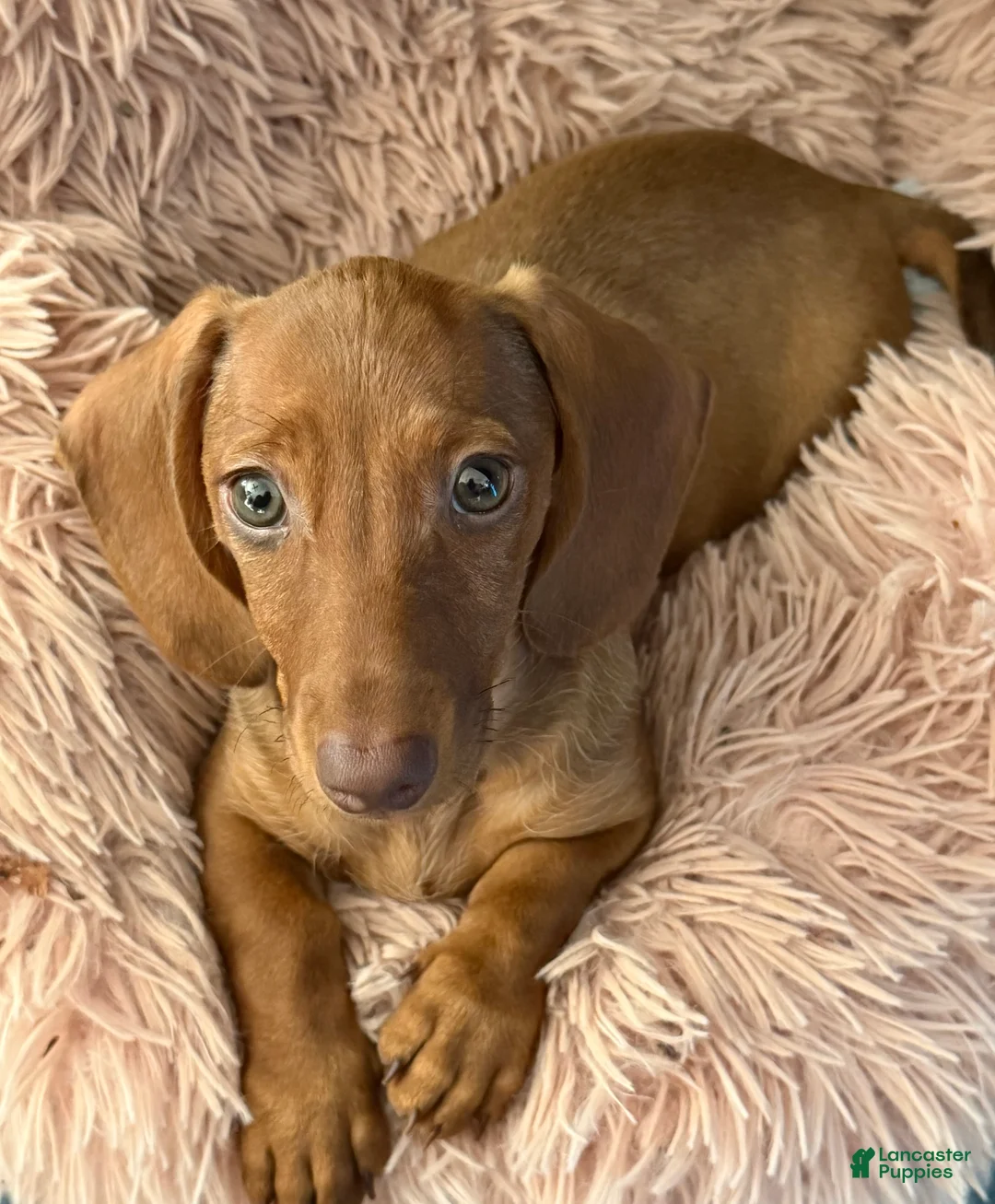 Miniature Dachshund dogs for sale: Penelope - Ad 1