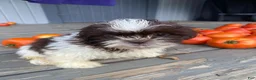 Shih Tzu dogs for sale: Tiffany - Ad 10