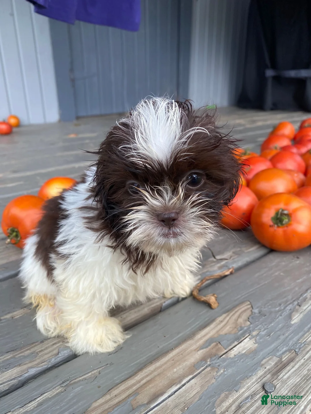 Shih Tzu dogs for sale: Tiffany - Ad 10