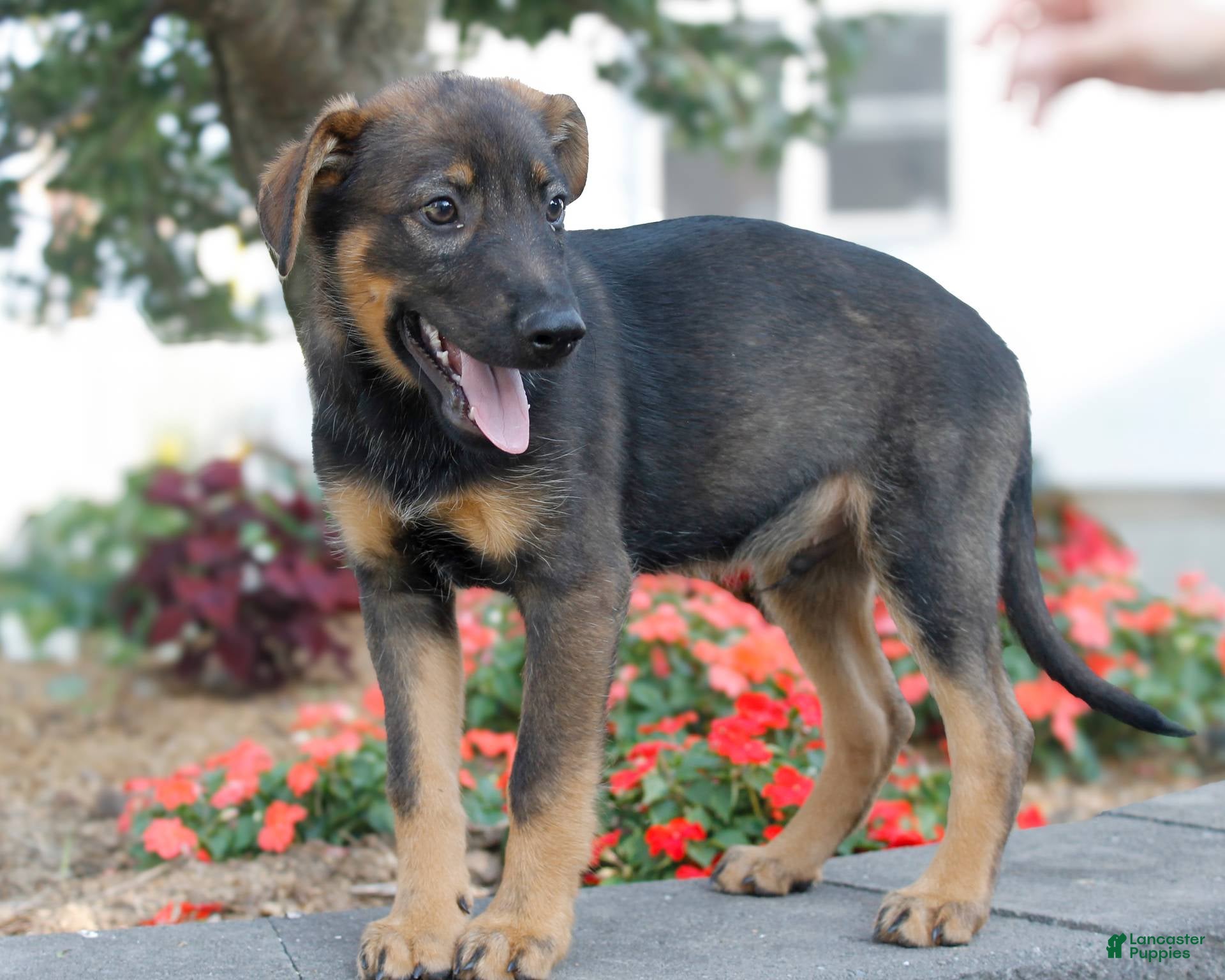 Shepherd Mix Average Cost Of German Shepherd Puppy German Malinois