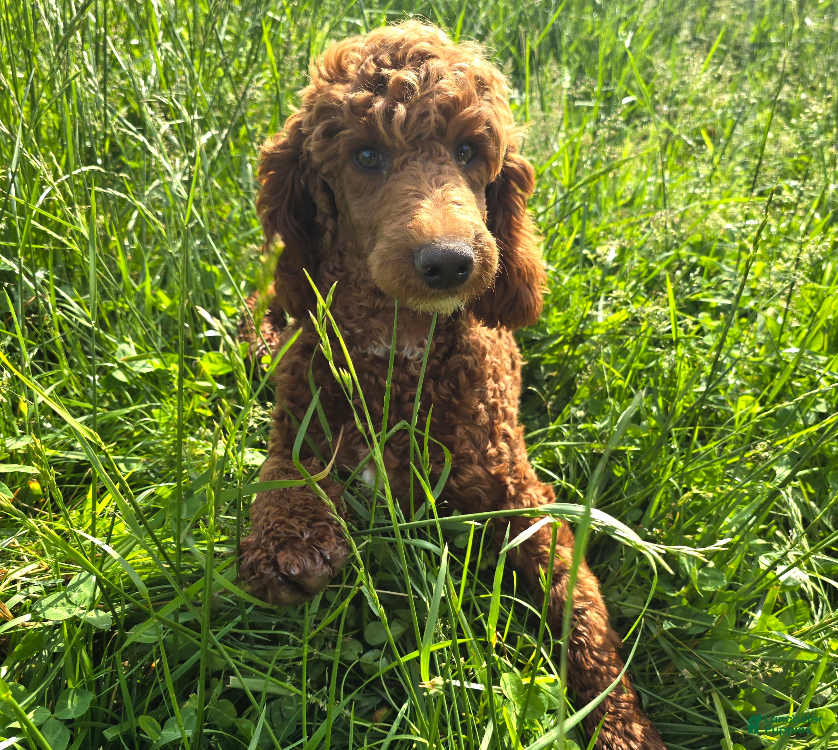 Miniature Poodle dogs Spankie - Ad 13
