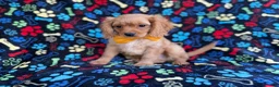 Cavapoo dogs for sale: Ruger - Ad 7
