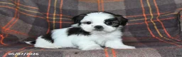 Shih Tzu dogs for sale: Bryan - Ad 5