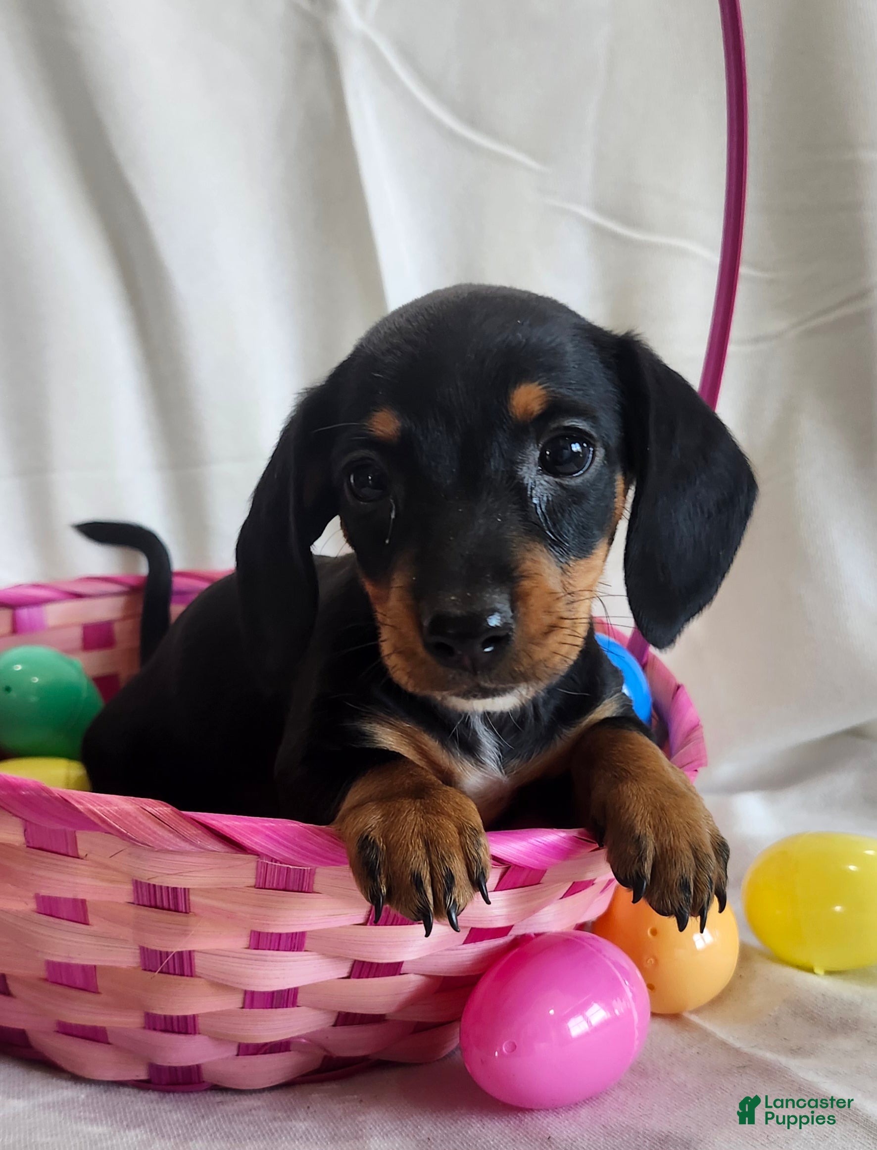 Miniature Dachshund dogs for sale: Lena - Ad 2