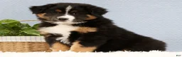 Australian Shepherd dogs for sale: Liam - Ad 4