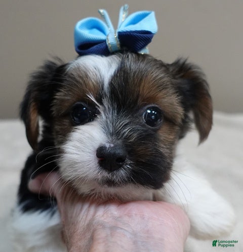 Yorkshire Terrier dogs Eli parti - Ad 24