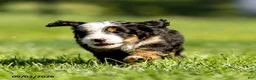 Mini Bernedoodle dogs for sale: George - Ad 4