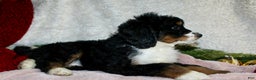 Bernedoodle dogs for sale: Rosie - Ad 4