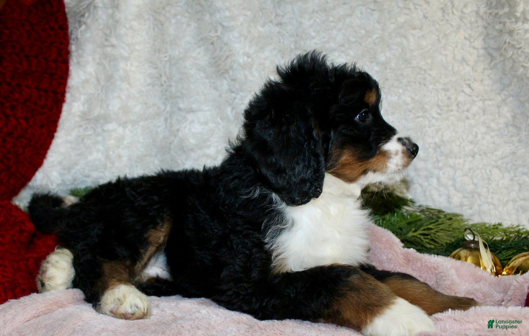 Bernedoodle dogs for sale: Rosie - Ad 4