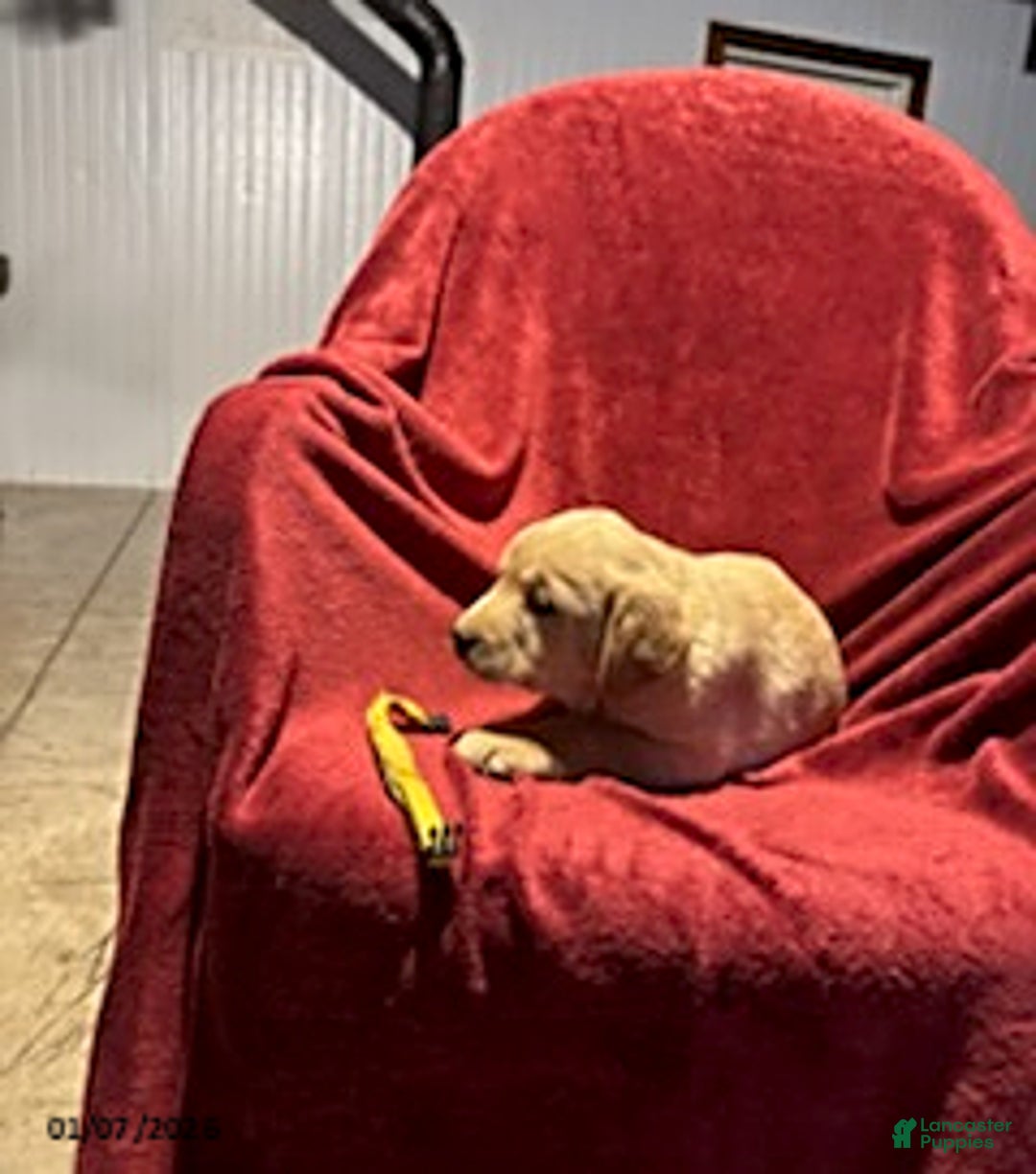 Goldador dogs for sale: Anne - Ad 3