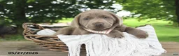 Labrador Retriever dogs for sale: Daisy - Ad 3